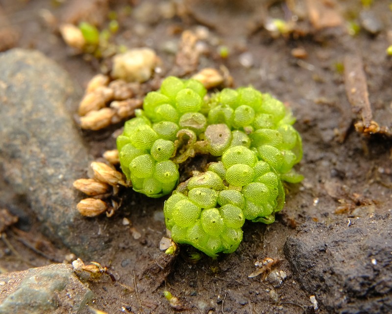 Sphaerocarpos teanus photo 4