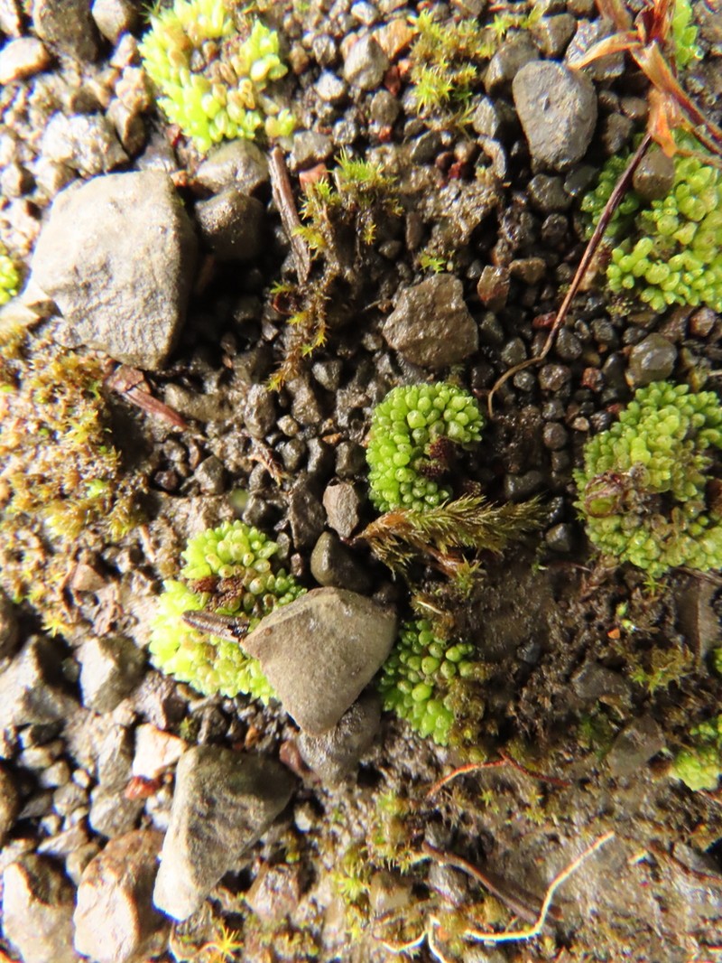 Sphaerocarpos teanus photo 5
