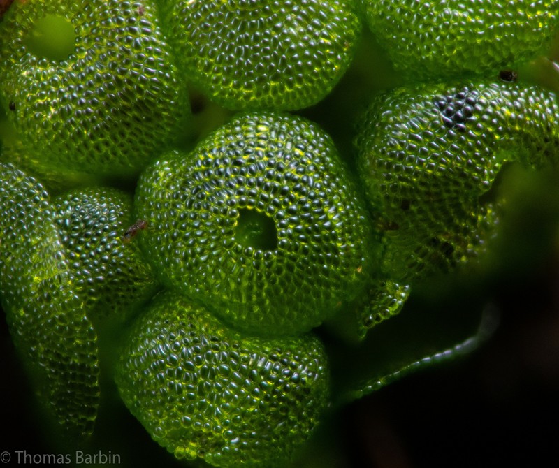 Sphaerocarpos teanus photo 6