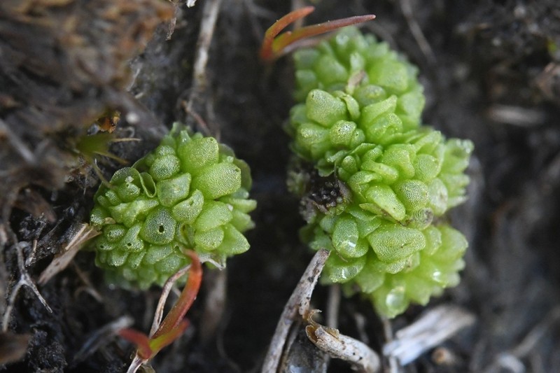 Sphaerocarpos teanus photo 7