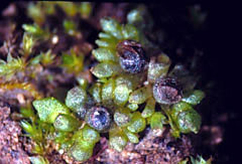 Sphaerocarpos teanus