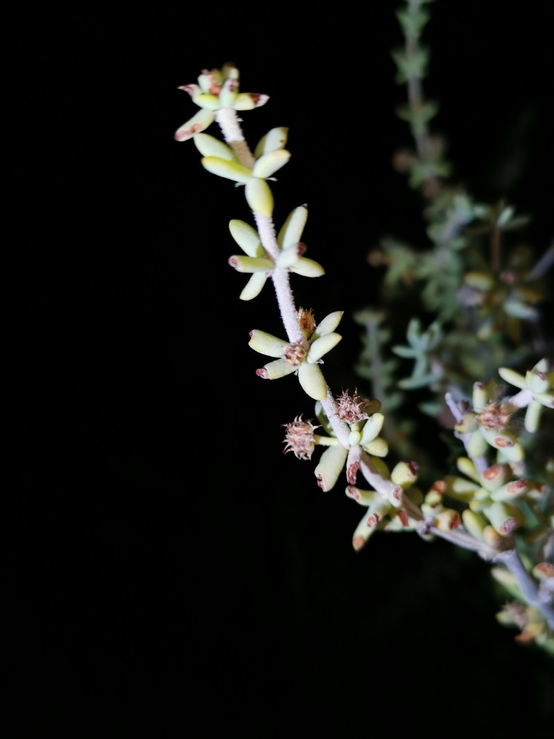 Sphaerocoma hookeri subsp. aucheri
