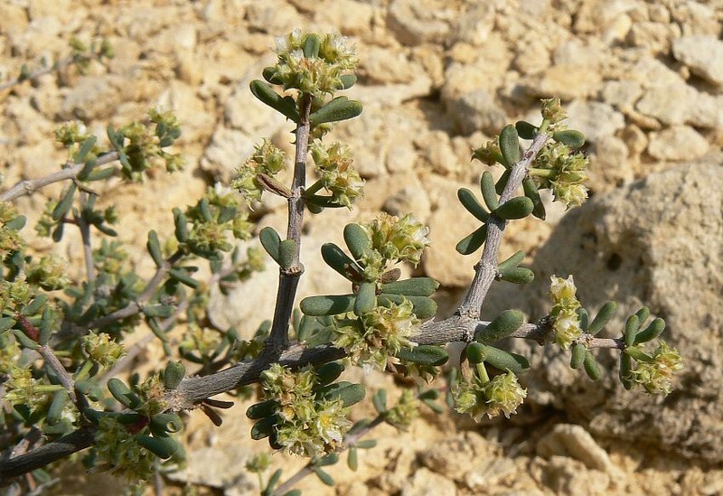 Sphaerocoma hookeri subsp. aucheri photo 2