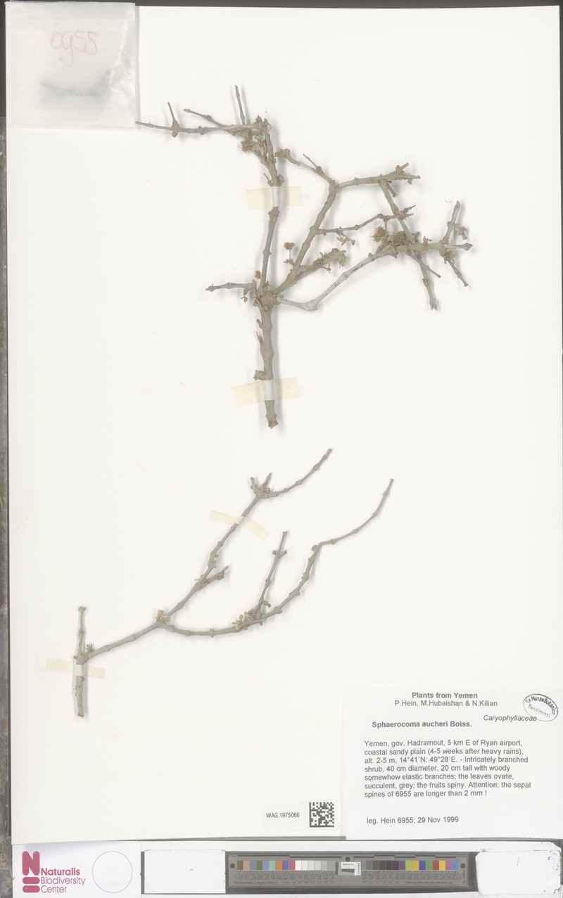 Sphaerocoma hookeri subsp. aucheri photo 3
