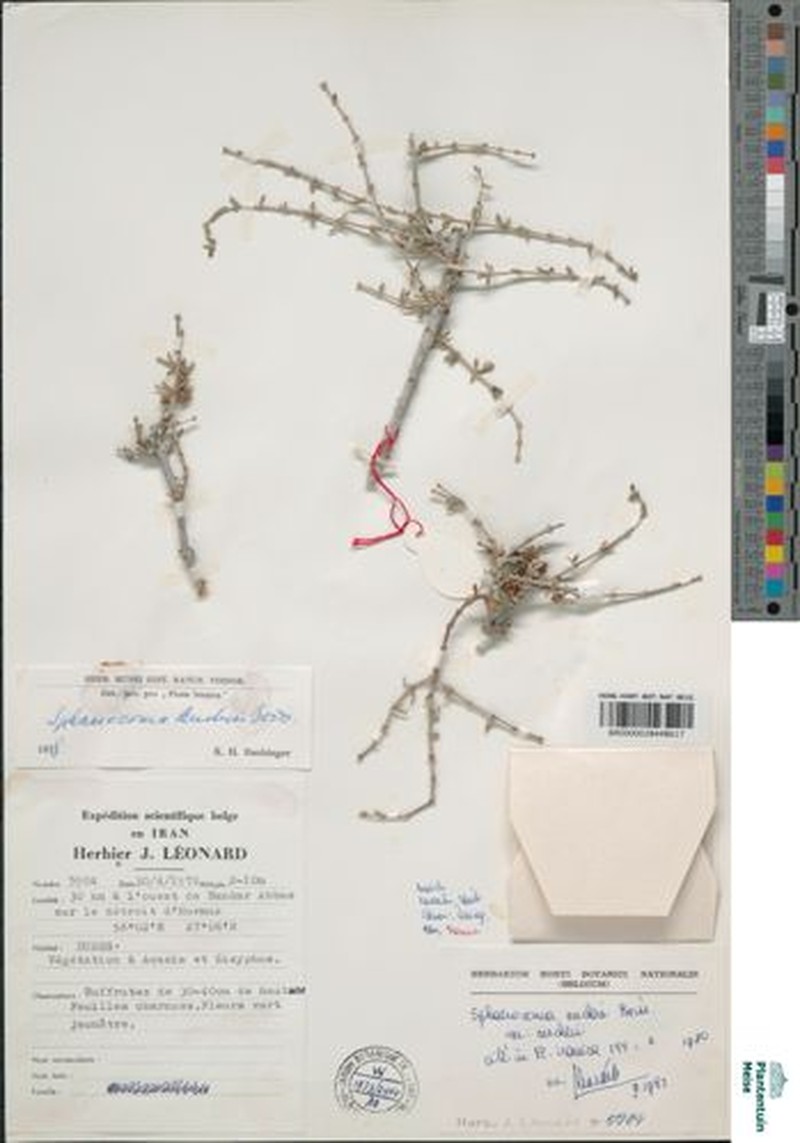Sphaerocoma hookeri subsp. aucheri photo 4