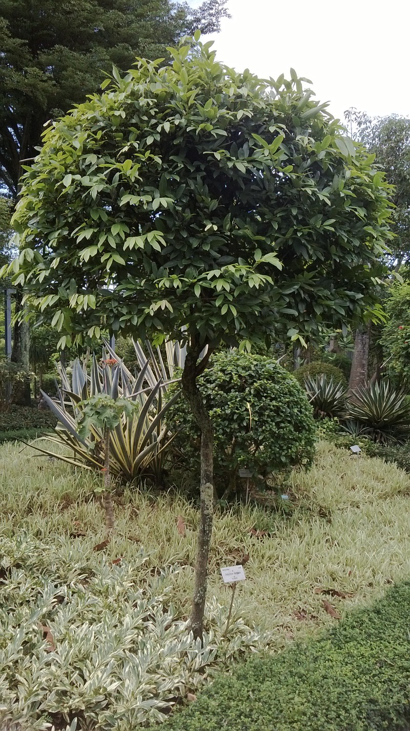 Sphaerocoryne lefevrei
