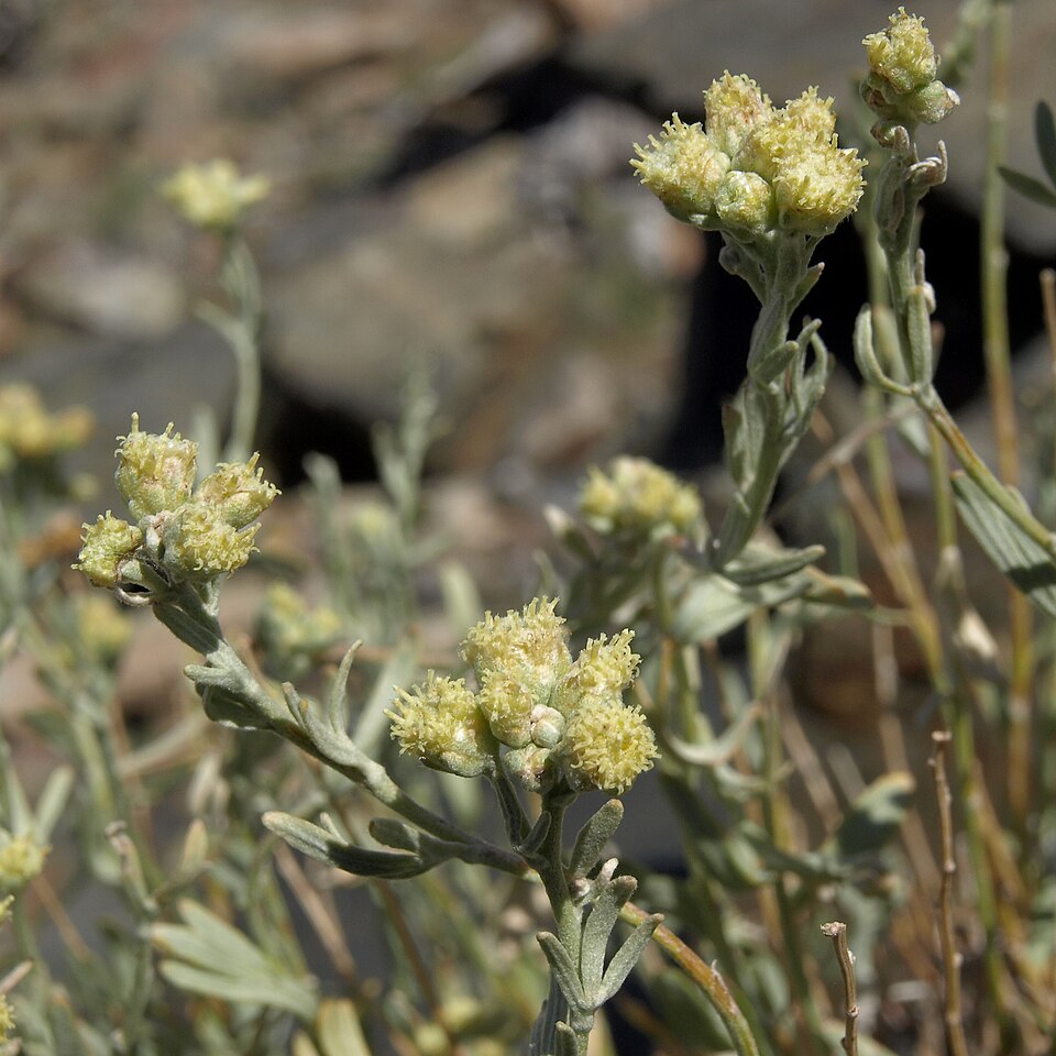Gray Chickensage