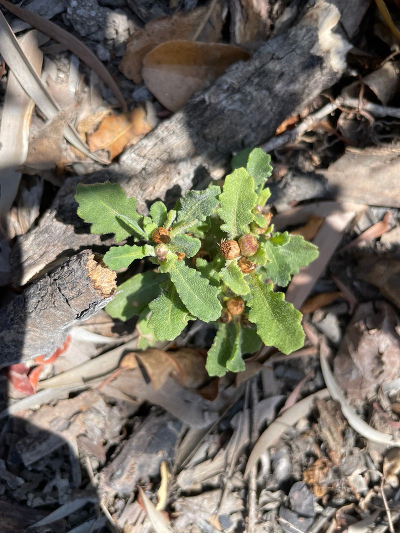 Sphaeromorphaea harrisii