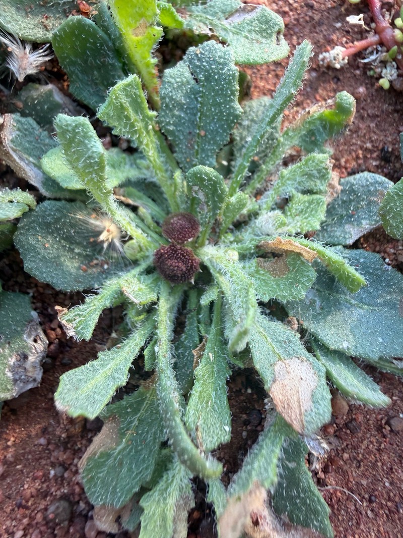 Sphaeromorphaea harrisii photo 2