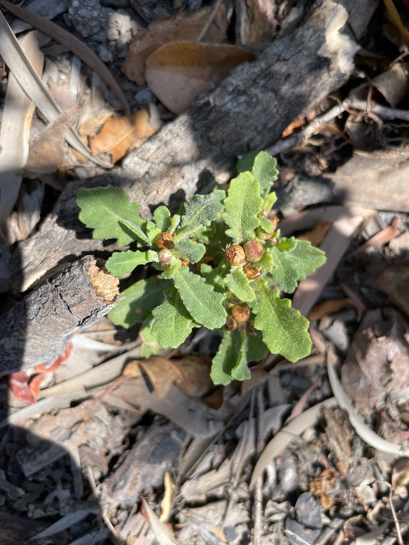 Sphaeromorphaea harrisii photo 3