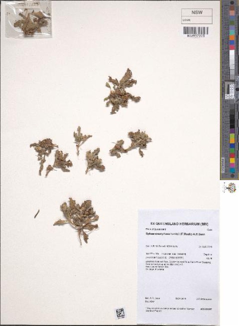 Sphaeromorphaea harrisii photo 4