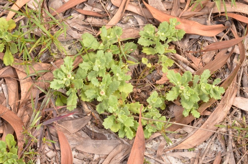Sphaeromorphaea littoralis