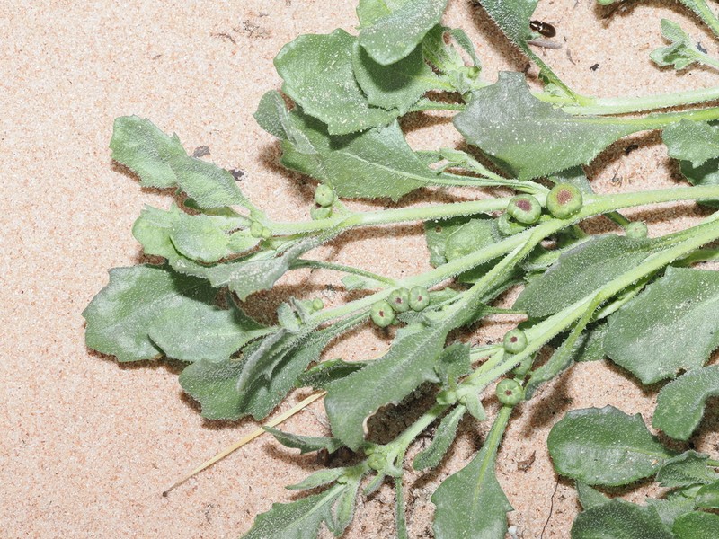 Sphaeromorphaea littoralis photo 2
