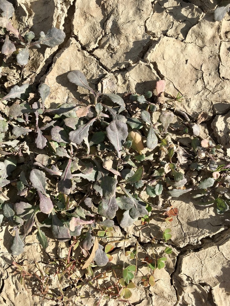Sphaeromorphaea littoralis photo 3