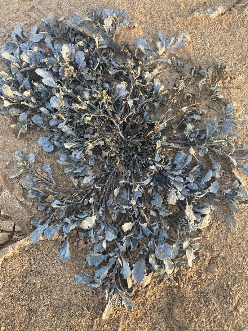 Sphaeromorphaea littoralis photo 4