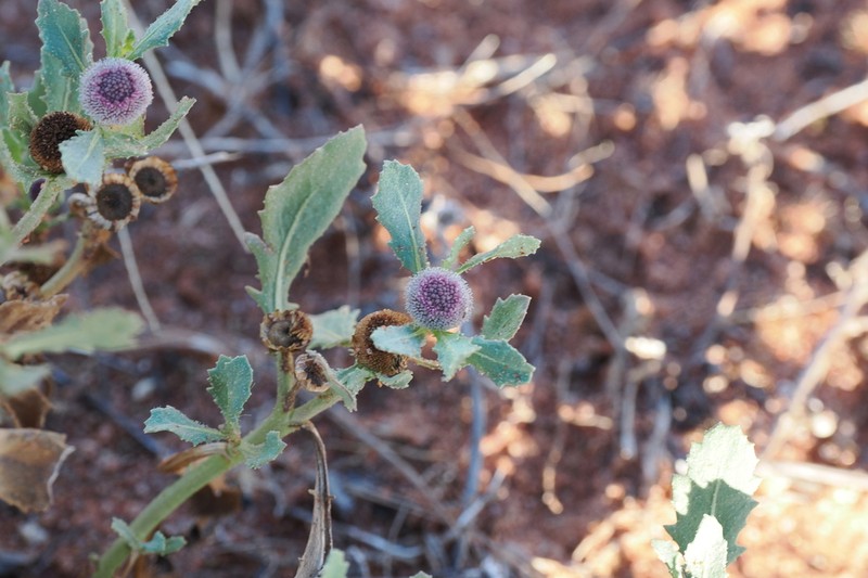 Sphaeromorphaea littoralis photo 7