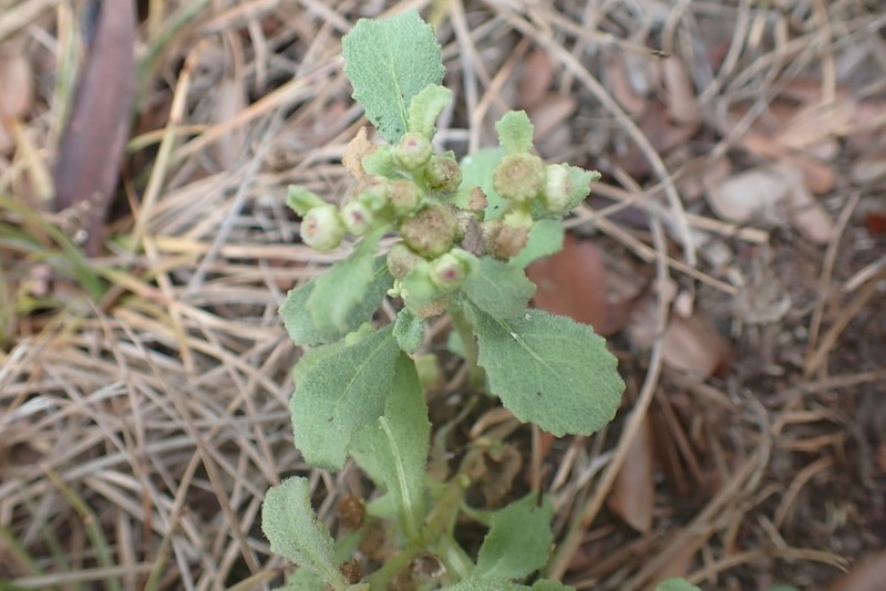 Sphaeromorphaea littoralis photo 8