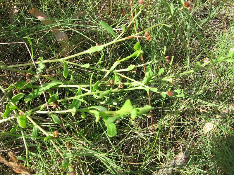 Sphaeromorphaea major