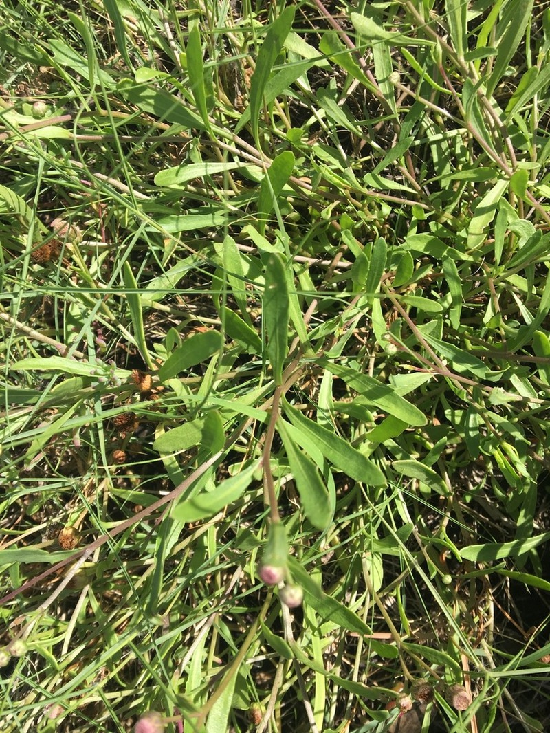 Sphaeromorphaea major photo 2