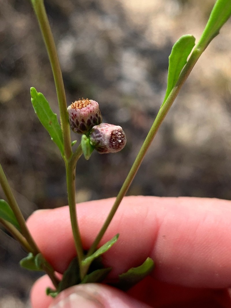 Sphaeromorphaea major photo 3
