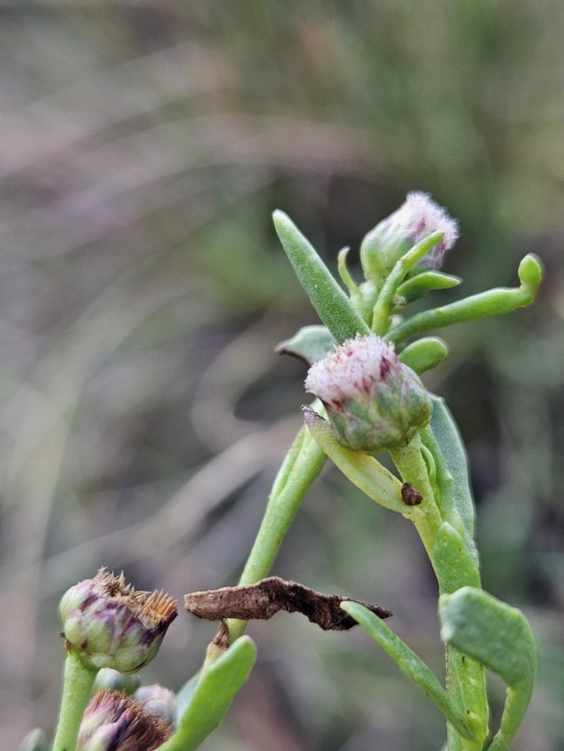 Sphaeromorphaea major photo 4