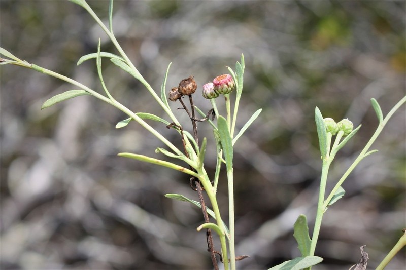 Sphaeromorphaea major photo 5
