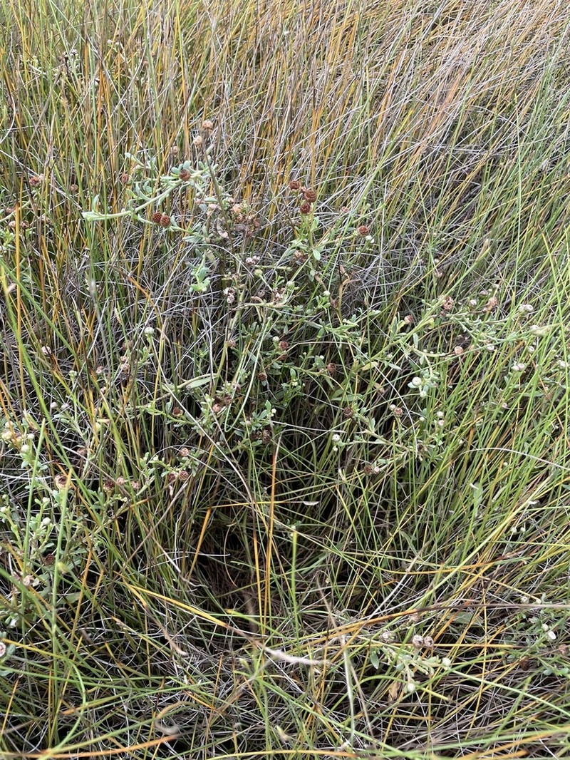 Sphaeromorphaea major photo 7