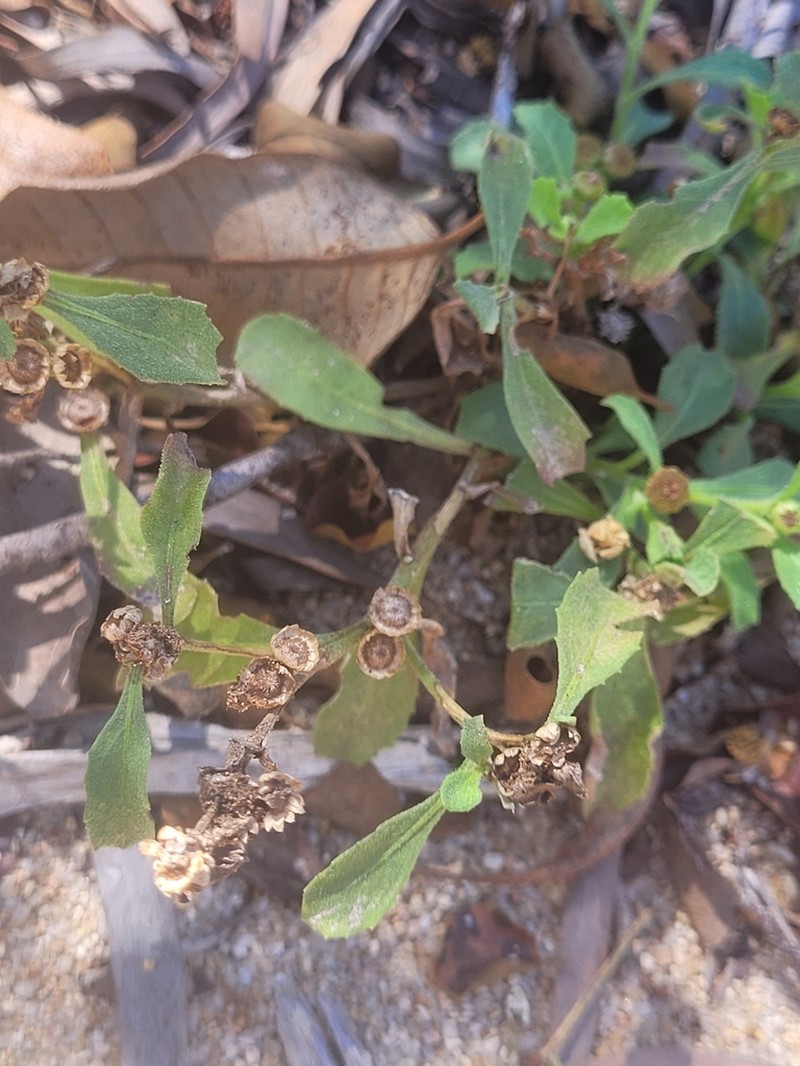 Sphaeromorphaea subintegra