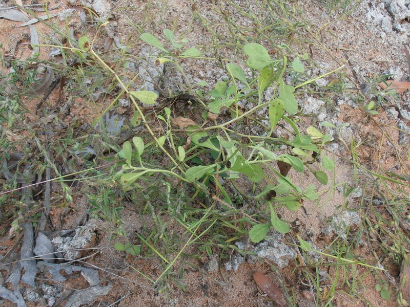 Sphaeromorphaea subintegra photo 2