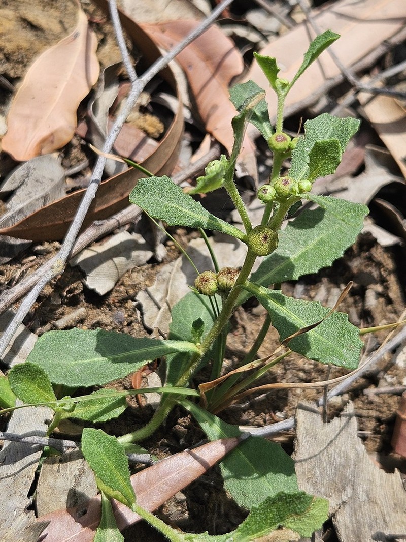 Sphaeromorphaea subintegra photo 3