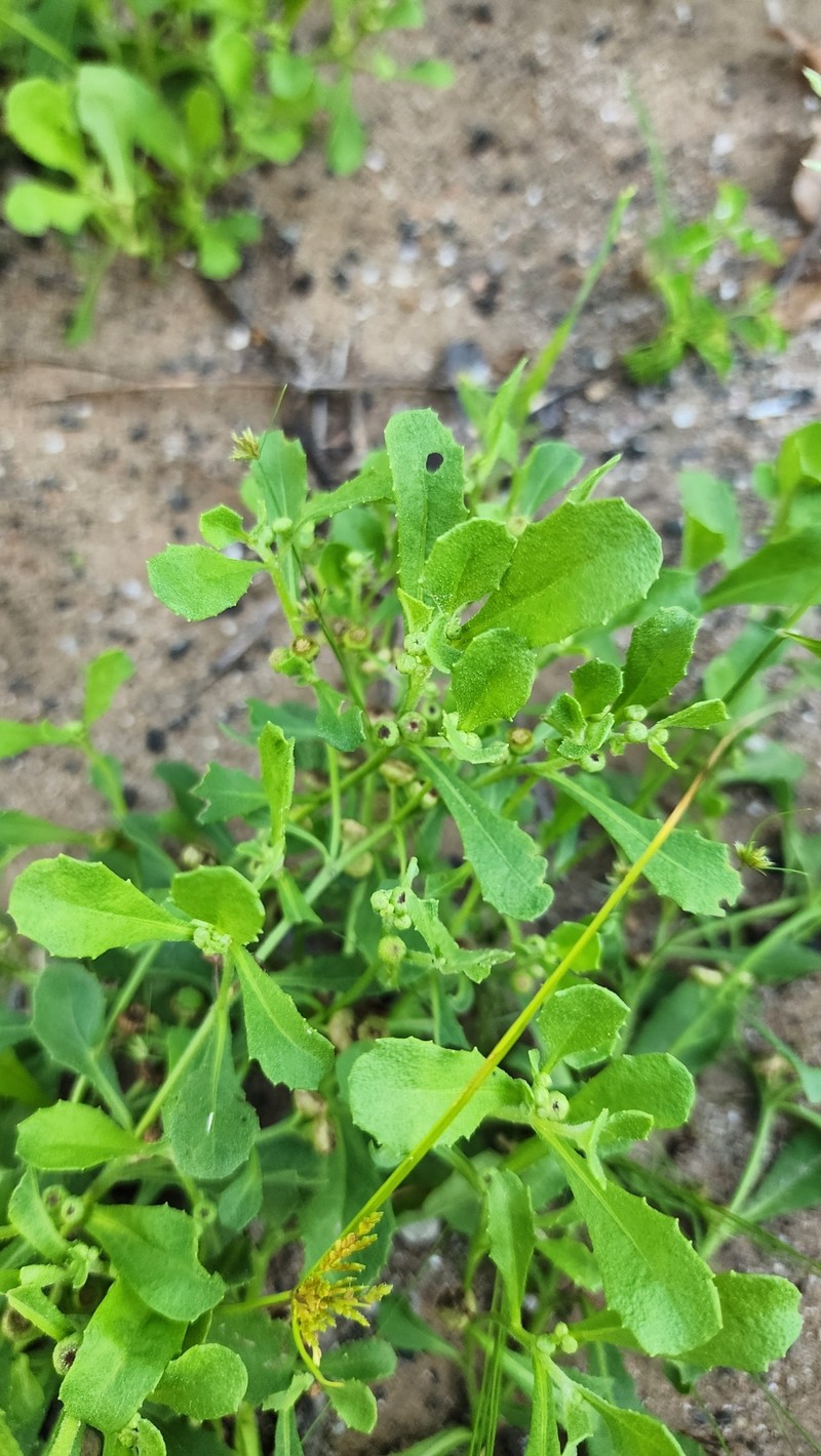 Sphaeromorphaea subintegra photo 6