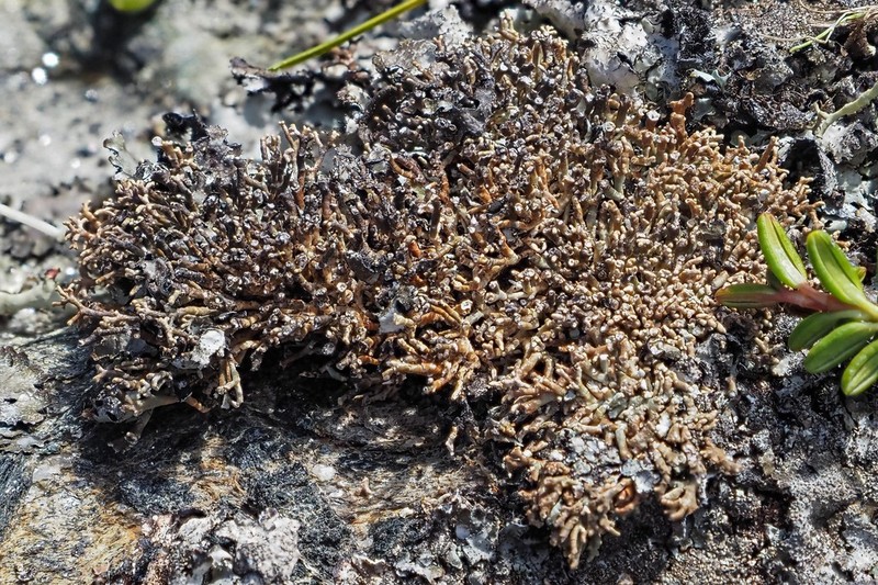 Fragile Ball Lichen