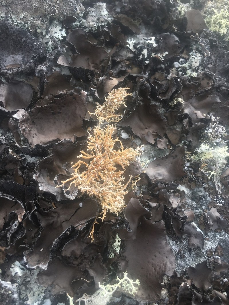 Fragile Ball Lichen photo 2
