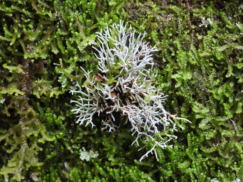 Fragile Ball Lichen photo 3