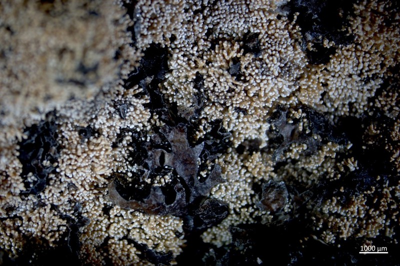 Fragile Ball Lichen photo 4