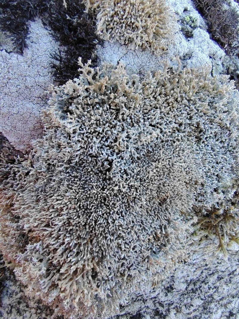 Fragile Ball Lichen photo 5
