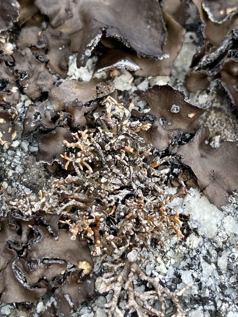 Fragile Ball Lichen photo 6