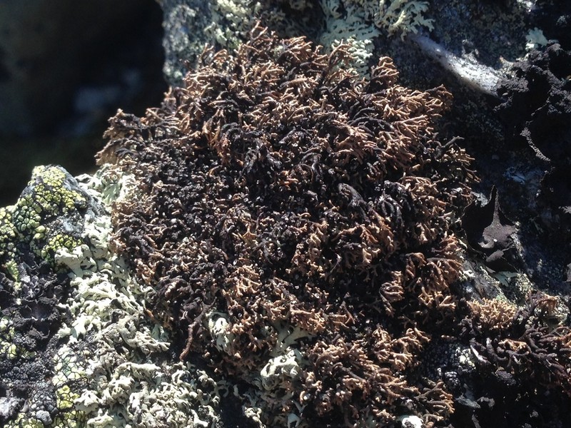 Fragile Ball Lichen photo 7