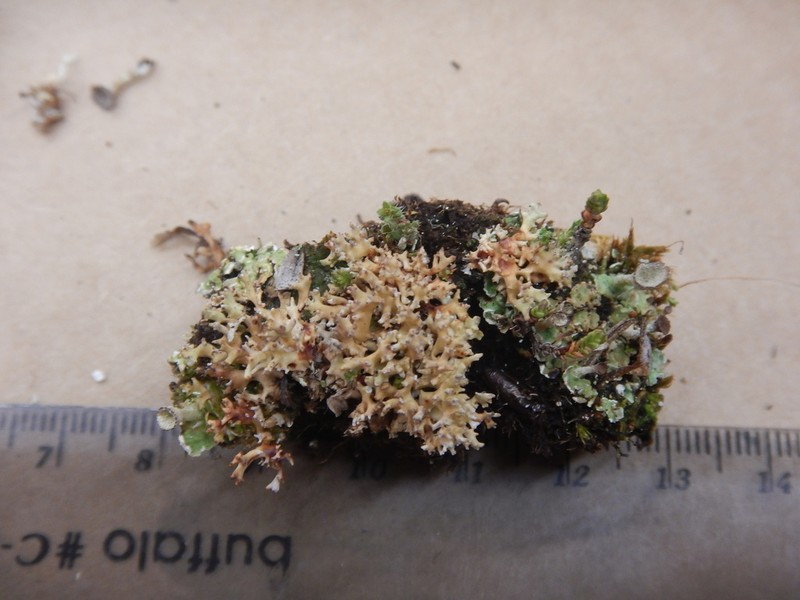 Fragile Ball Lichen photo 8