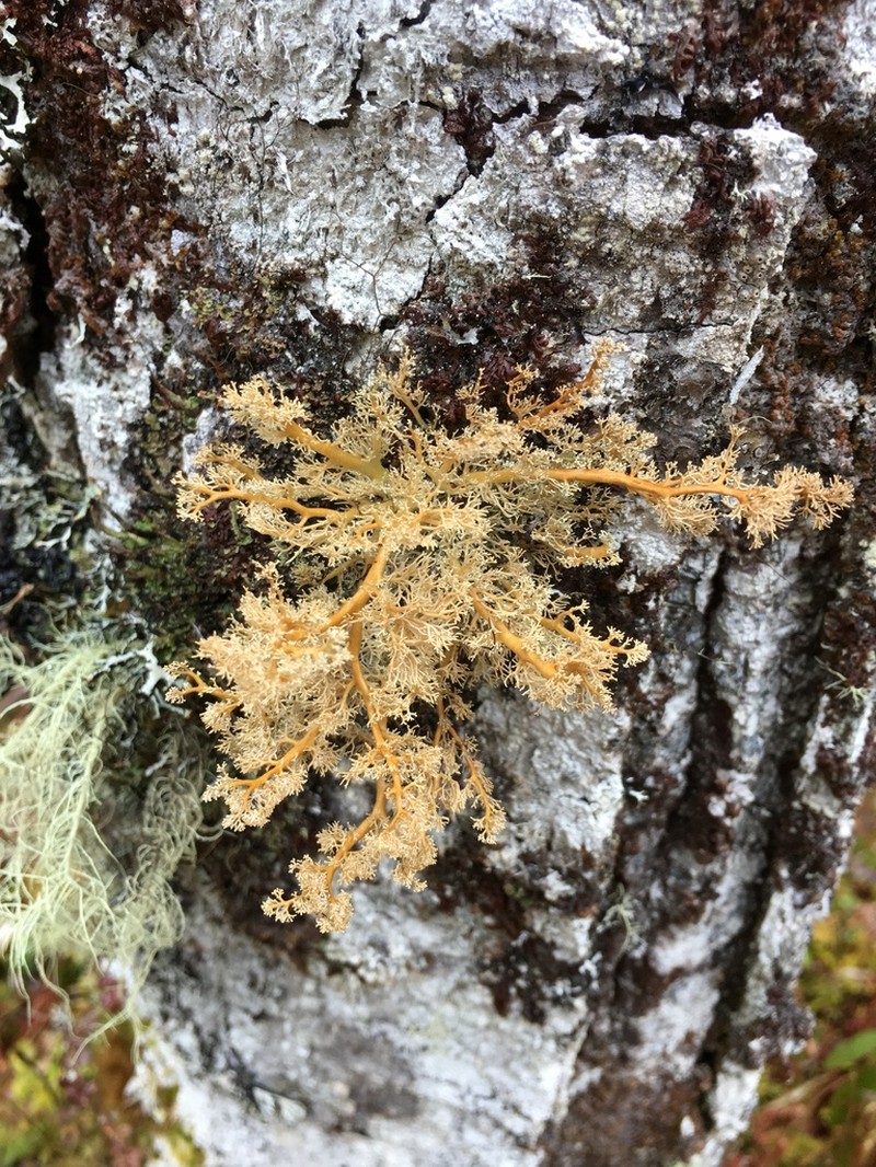 Globe Ball Lichen photo 2