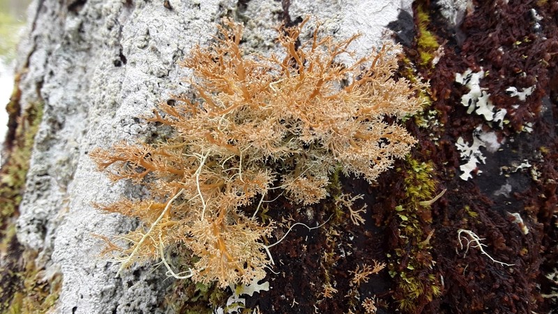 Globe Ball Lichen photo 3
