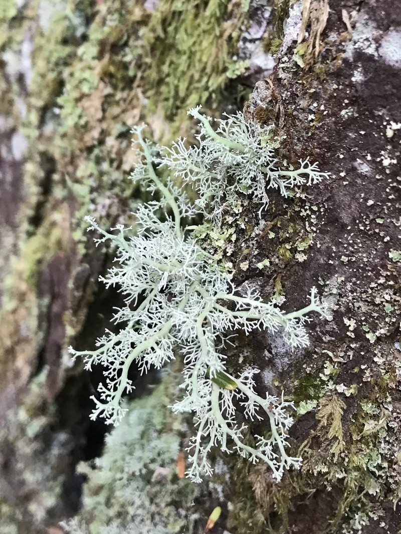 Globe Ball Lichen photo 4