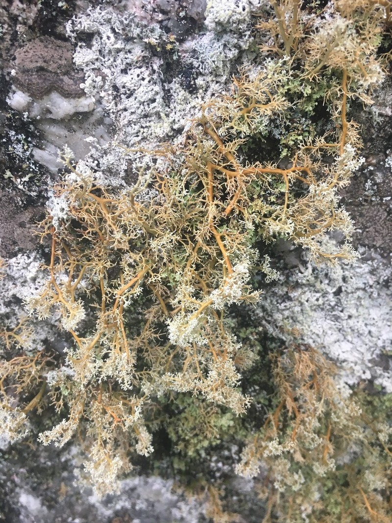 Globe Ball Lichen photo 5