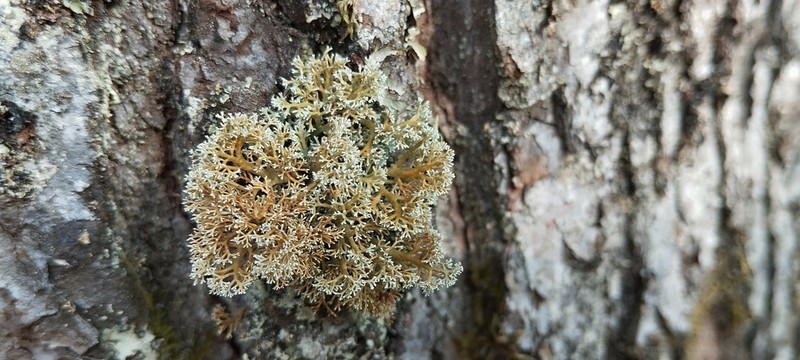Globe Ball Lichen photo 6
