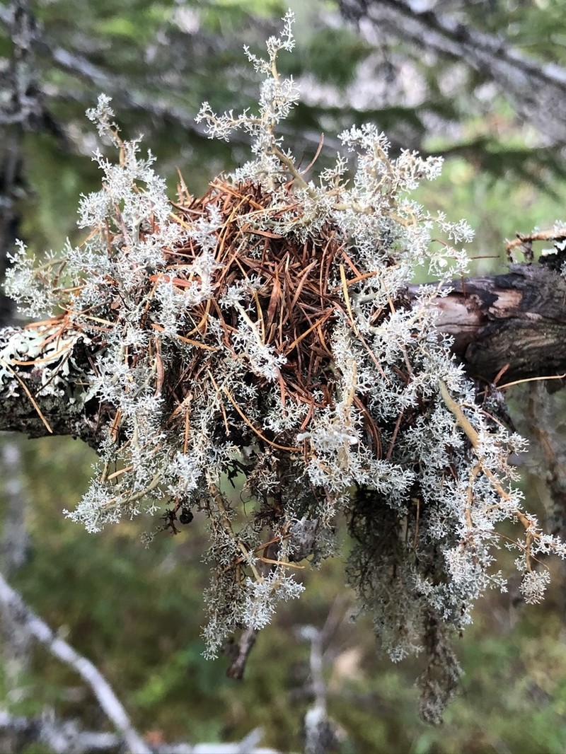 Globe Ball Lichen photo 7