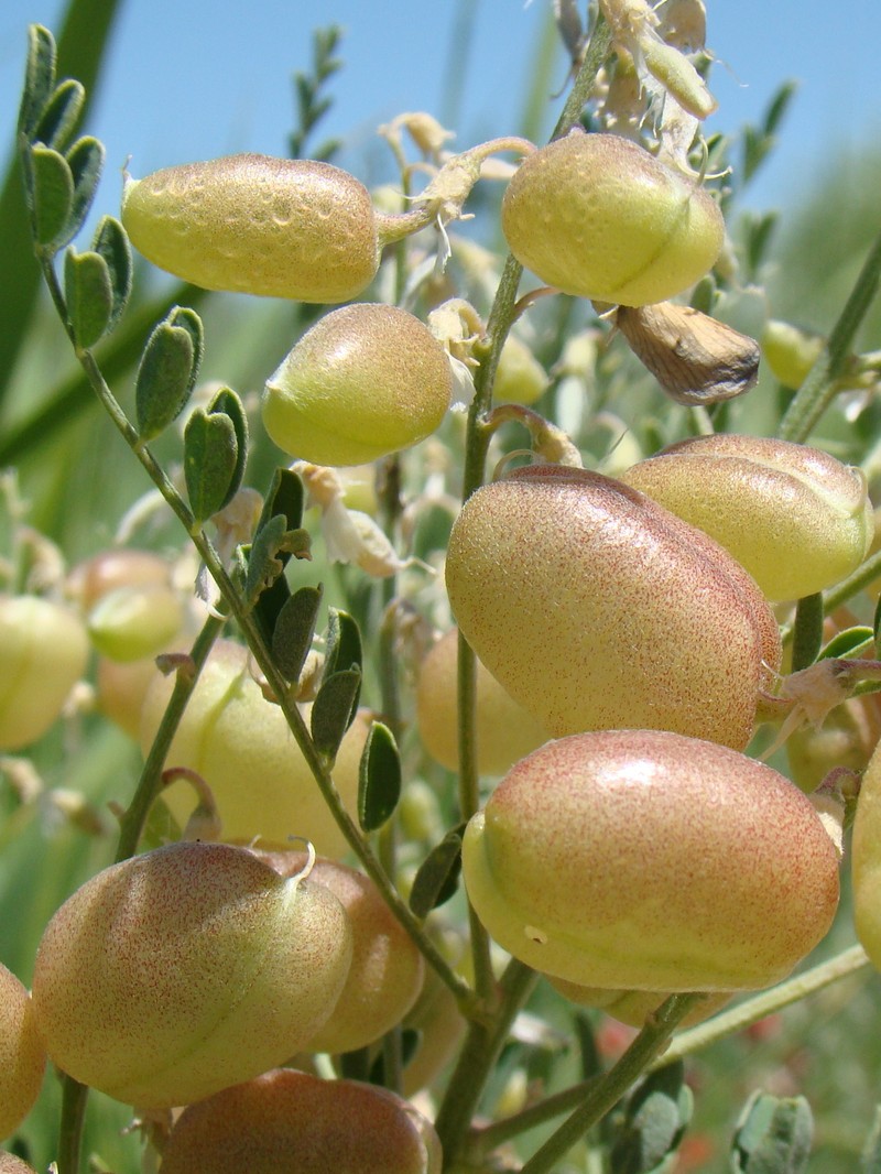 Alkali Swainsonpea photo 4