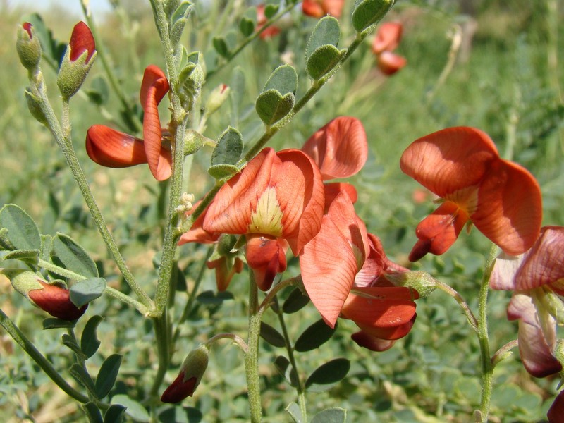 Alkali Swainsonpea photo 5