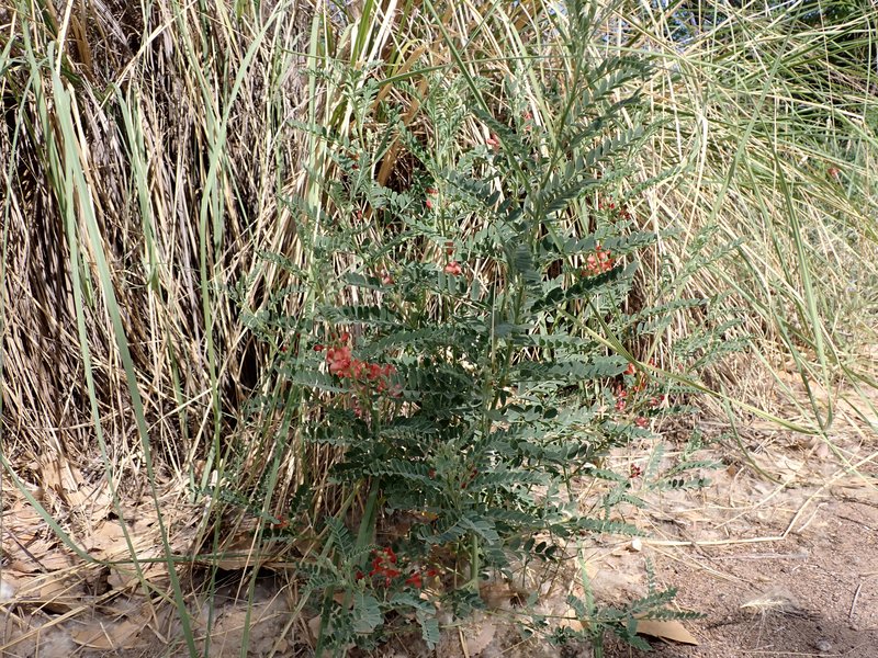 Alkali Swainsonpea photo 6