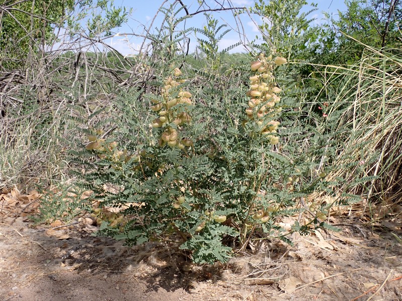 Alkali Swainsonpea photo 2