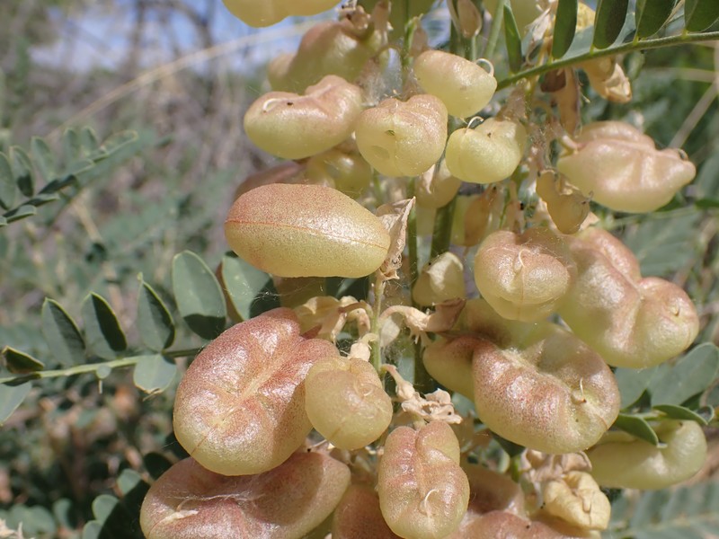 Alkali Swainsonpea photo 3